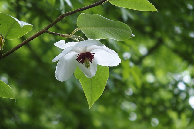 magnolia