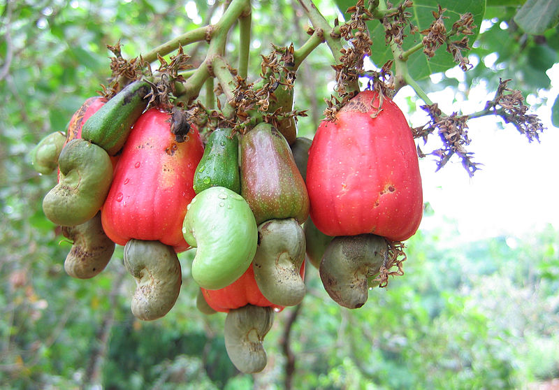 oils in cashew plant similar to poison ivy